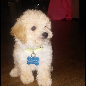 Meet your Posher, Tysquan